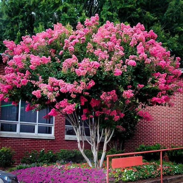 Crape Myrtle Pink Velour | 1 Extra Large 3 Gallon Plants | Lush Magenta-Pink Blooms, Live Plant, Elegant Ornamental Shrub for Distinctive Garden Accents(3 Gallon - 1 Plant)