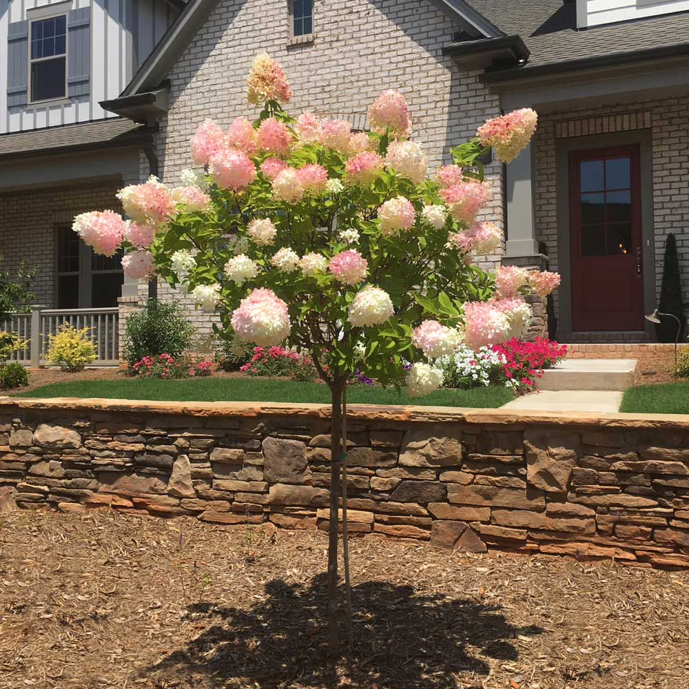 Brighter Blooms - Vanilla Strawberry Hydrangea Tree, 4-5 ft. - No Shipping to AZ(4-5 ft.)